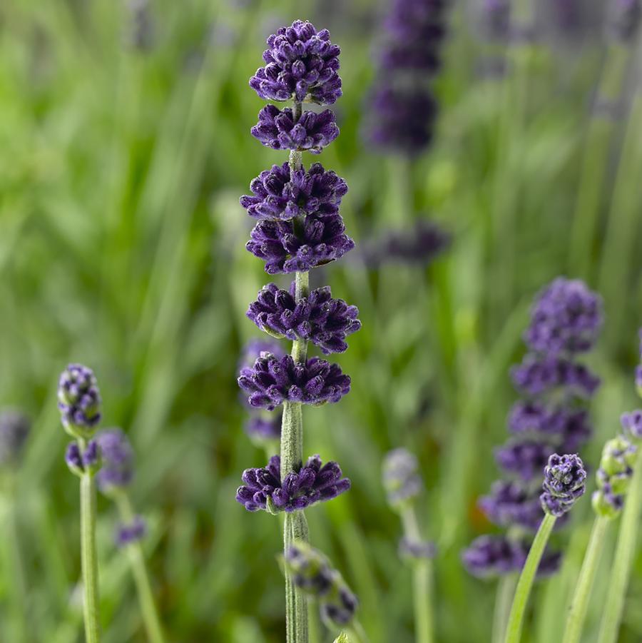 Lavandula angustifolia Aromatico™ 'Blue Improved' - Aromatico Blue Improved English Lavender from Willowbrook Nurseries