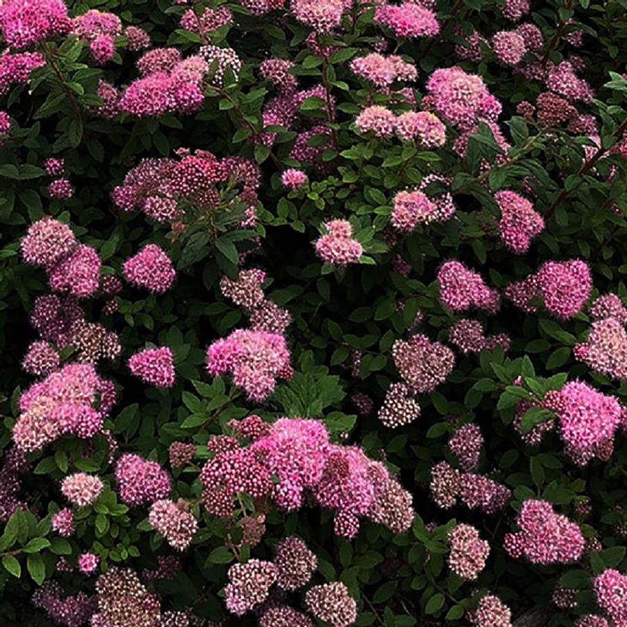 Spiraea japonica Poprocks® 'Petite' - Poprocks® Petite Spirea from Willowbrook Nurseries