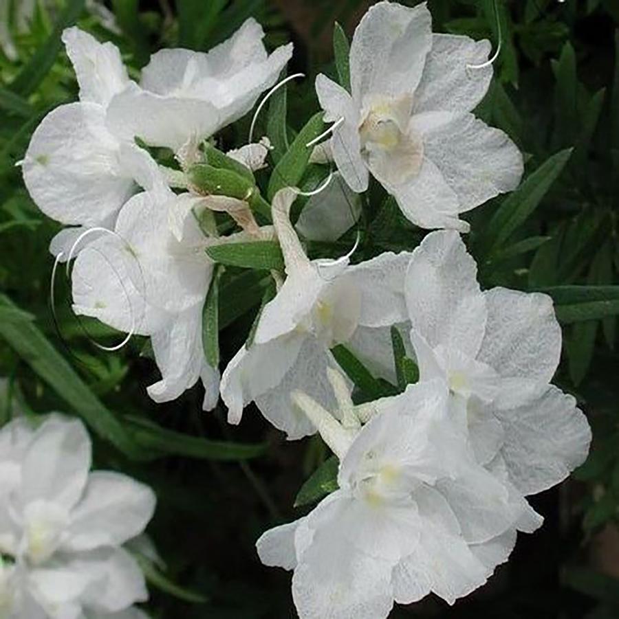 Delphinium grandiflorum 'Summer Stars' - Summer Stars Larkspur from Willowbrook Nurseries