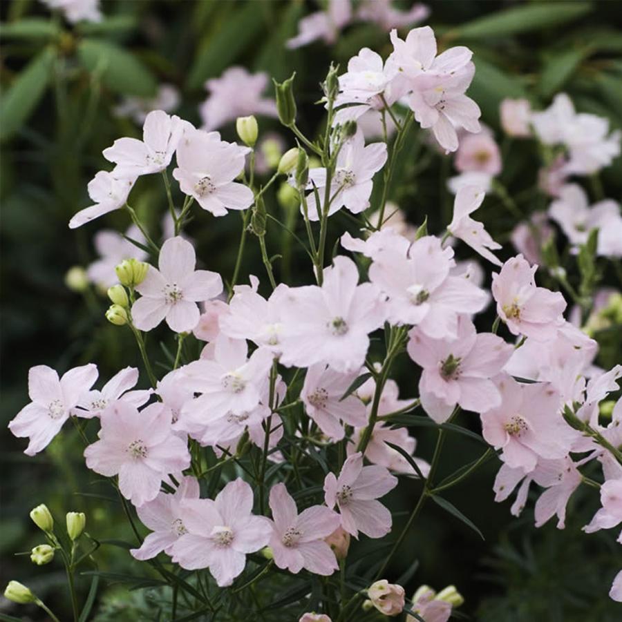 Delphinium COPY grandiflorum 'Summer Morning' - Summer Morning Larkspur from Willowbrook Nurseries