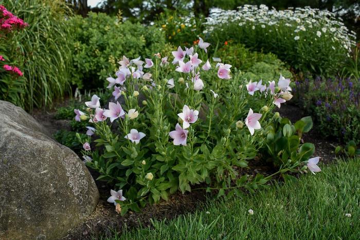 Platycodon grandiflorus Astra Pink