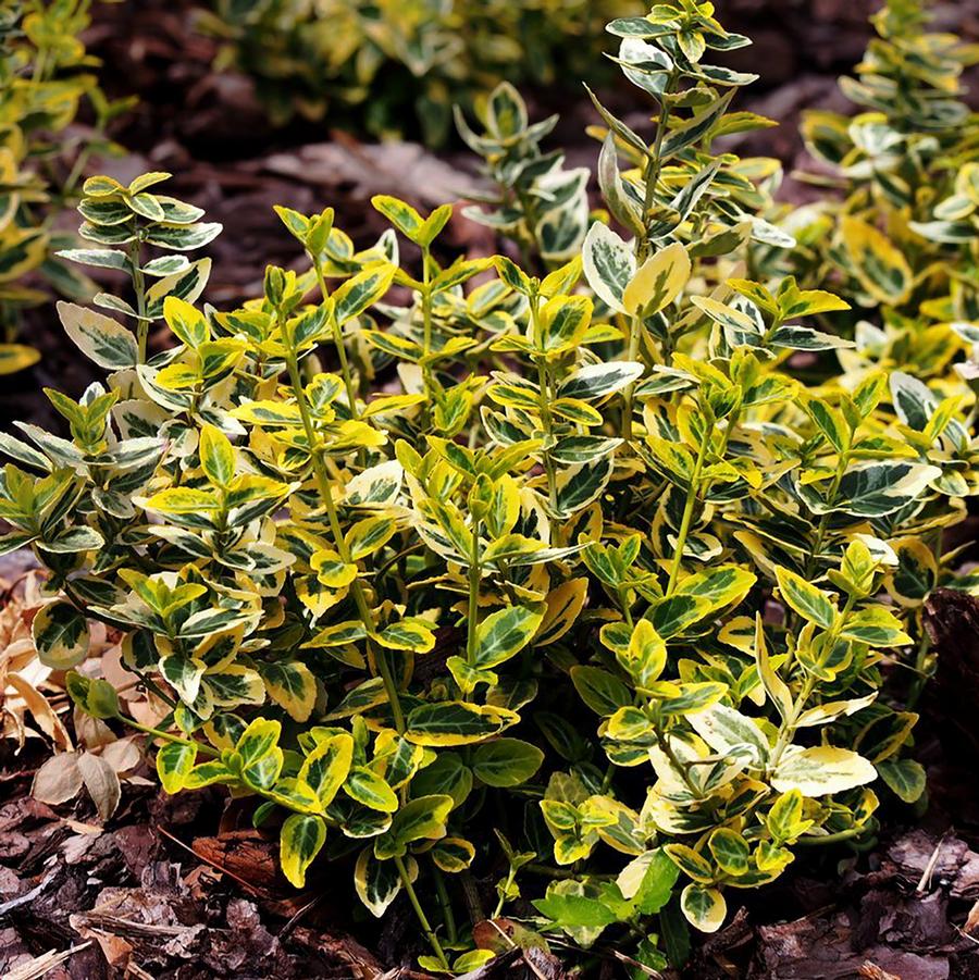 Euonymus fortunei 'Emerald n' Gold' - Wintercreeper Euonymus from Willowbrook Nurseries