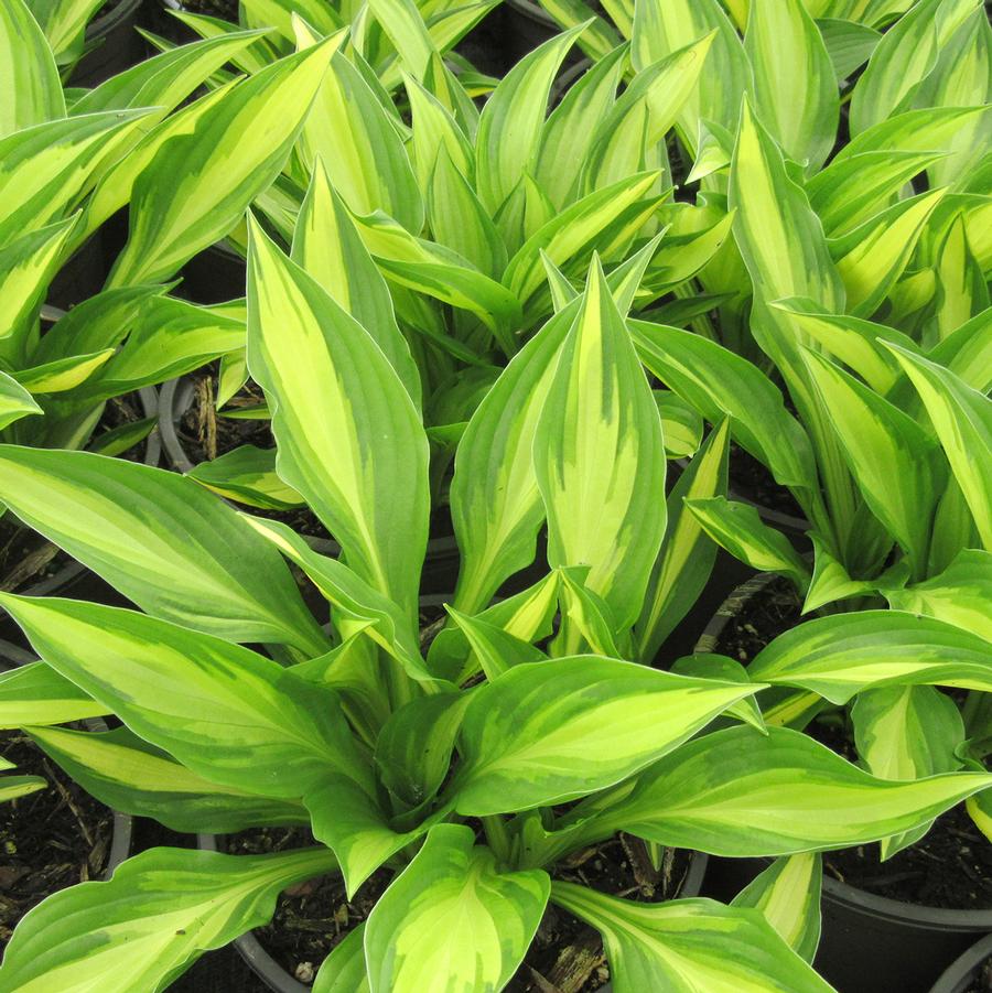 Hosta 'Lakeside Little Tuff' - Lakeside Little Tuft Plantain Lily from Willowbrook Nurseries