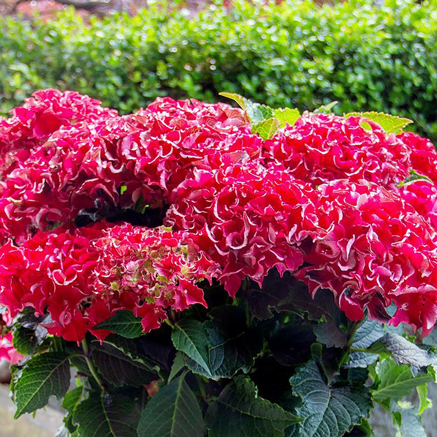 Hydrangea macrophylla Magical® 'Frill Ride' - Frill Ride Hydrangea from Willowbrook Nurseries