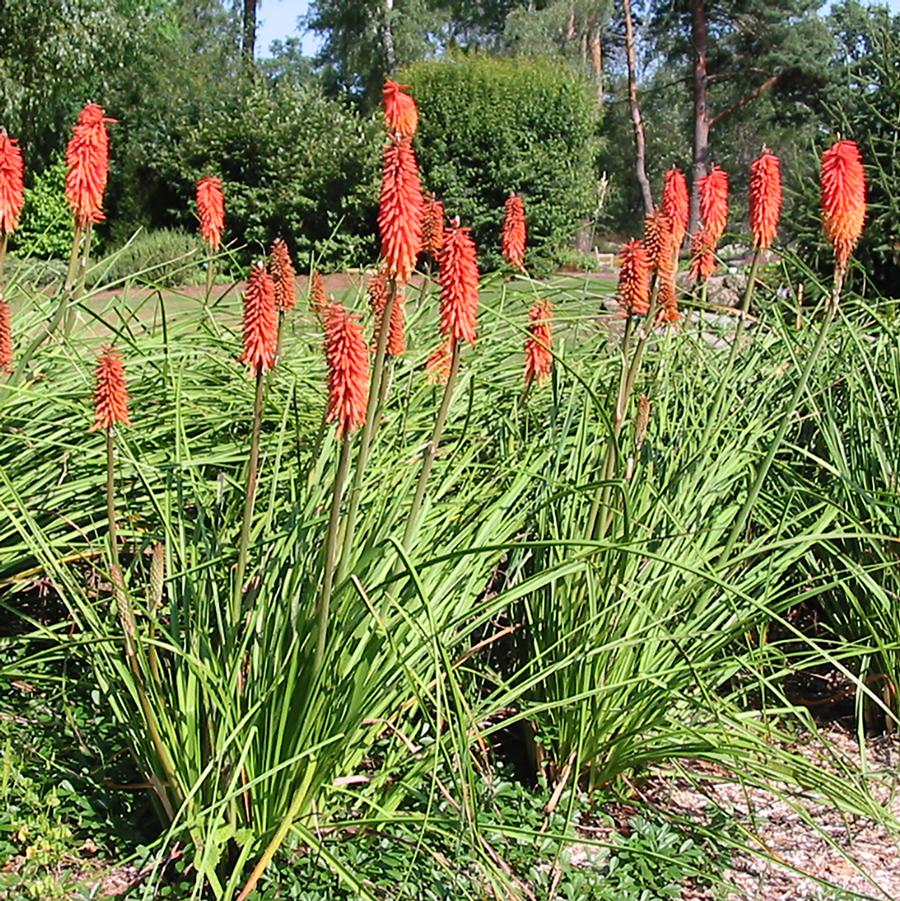 Kniphofia uvaria 'Flamenco' - Flamenco Red Hot Poker from Willowbrook Nurseries