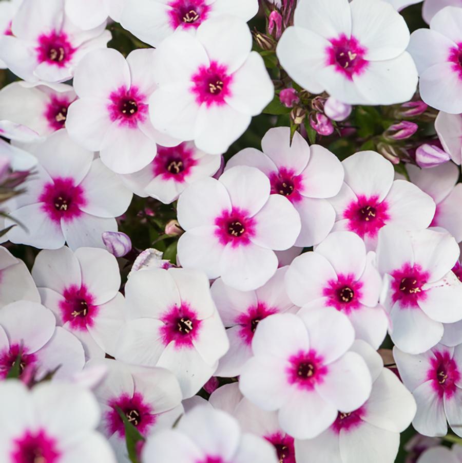 Phlox paniculata Early Start 'Blush Pop' - Blush Pop Summer Phlox from Willowbrook Nurseries