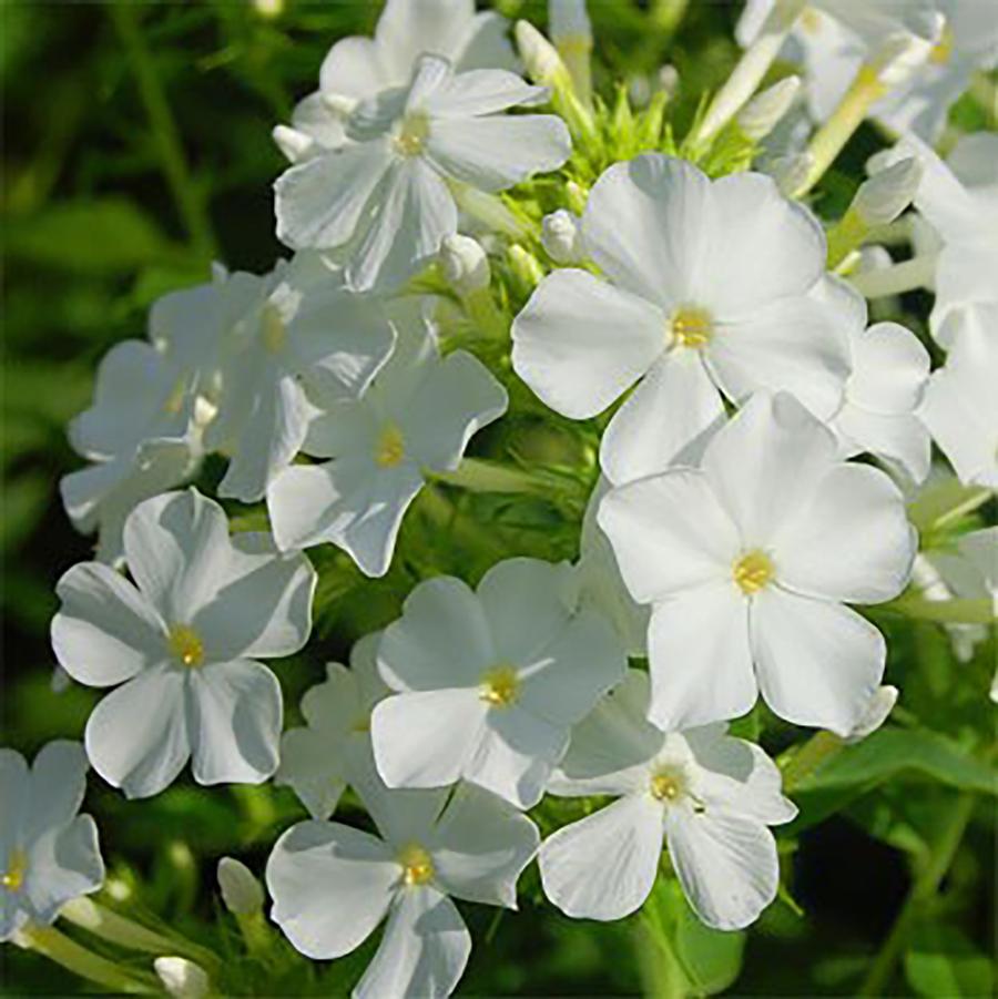 Phlox paniculata 'Early Start White Improved™' - White Summer Phlox from Willowbrook Nurseries