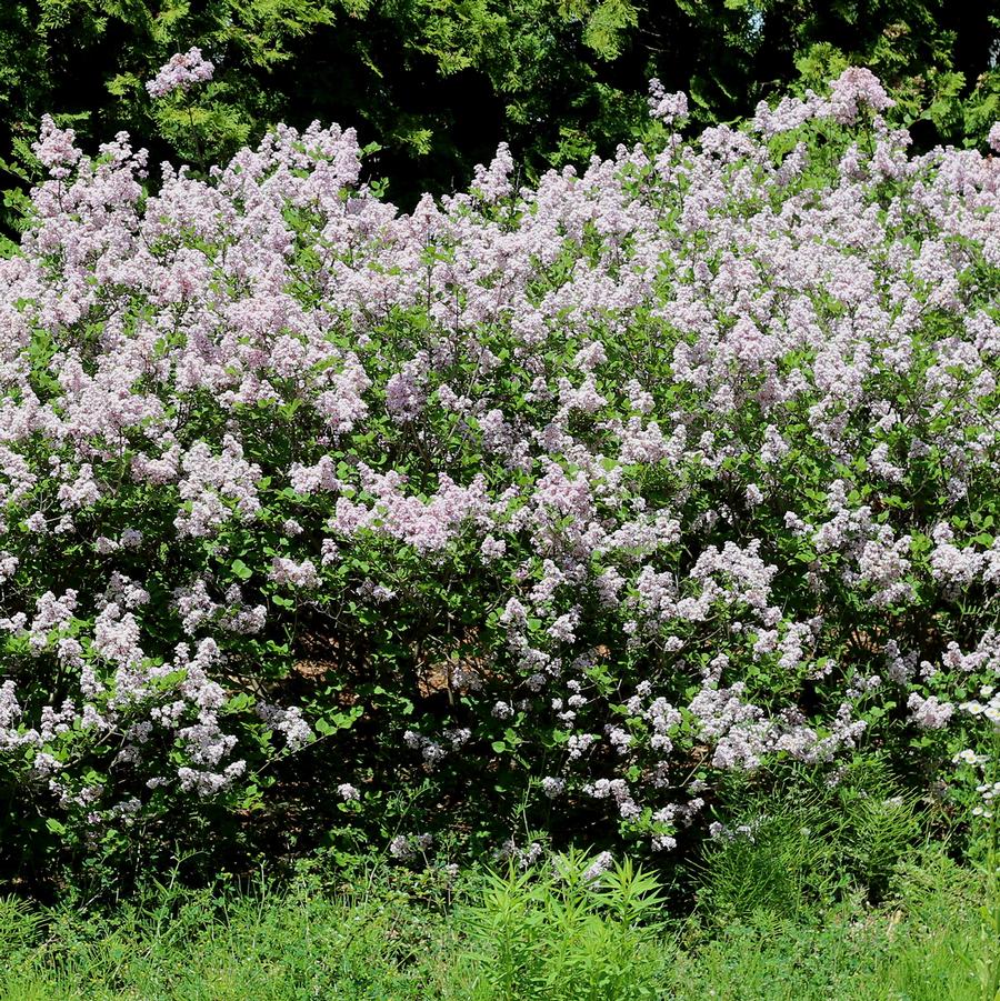 Syringa vulgaris 'Wonderblue' - Wonderblue French Hybrid Lilac from Willowbrook Nurseries