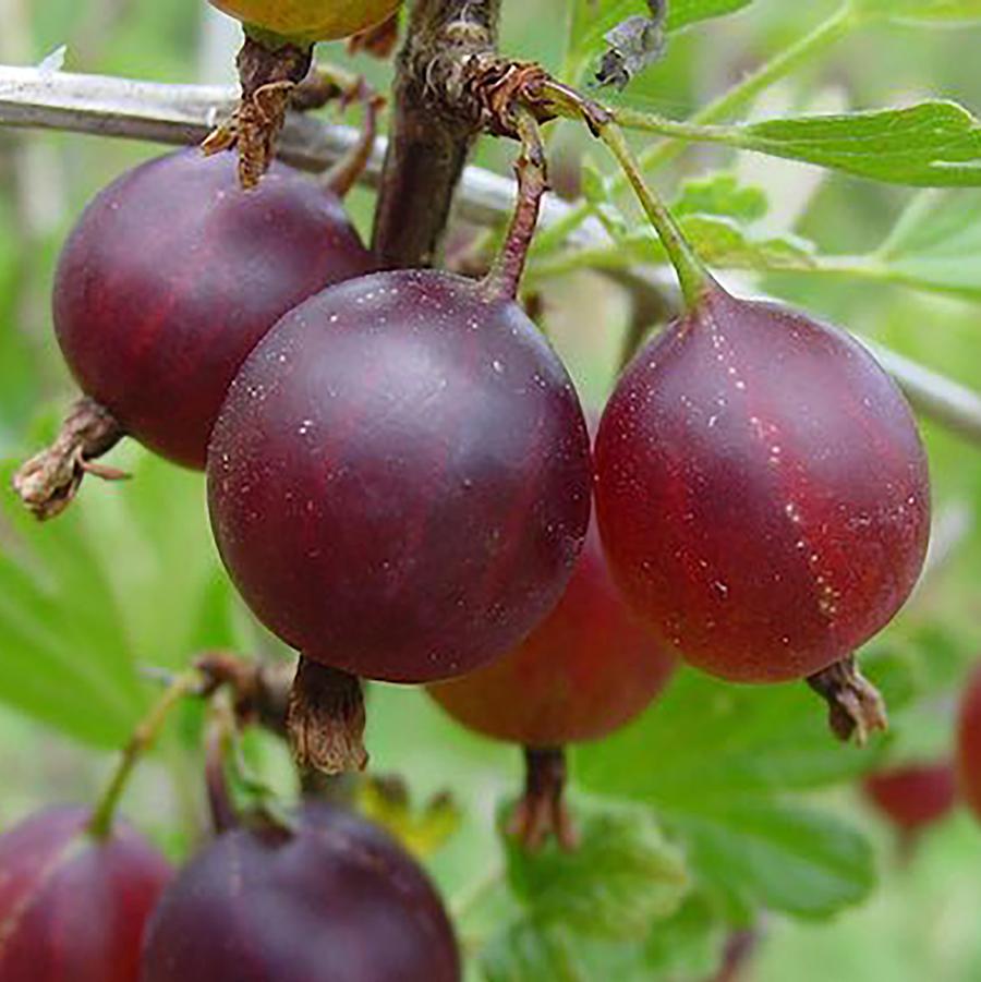 Ribes uva-crispa 'Black Velvet' - Black Velvet Gooseberry from Willowbrook Nurseries