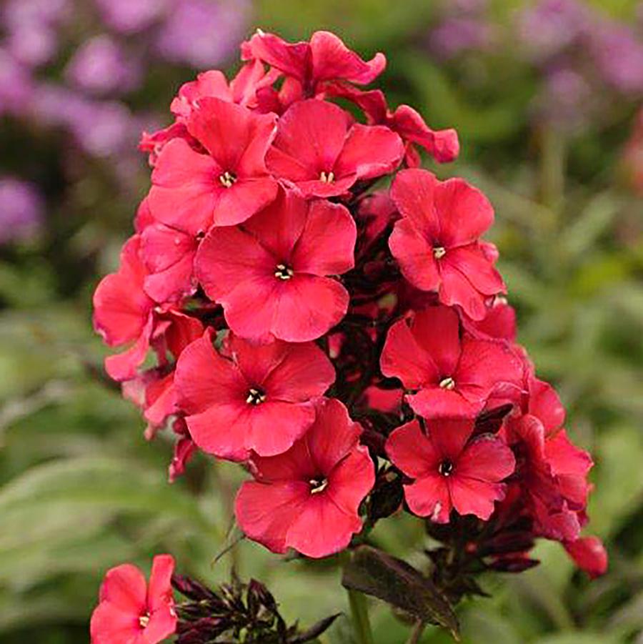 Phlox paniculata 'Early Start® Red' - Red Summer Phlox from Willowbrook Nurseries