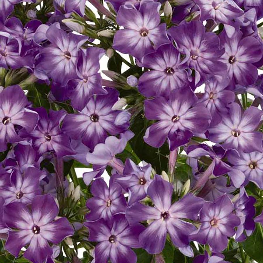 Phlox paniculata 'Early Start® Purple Eye' - Purple Eye Summer Phlox from Willowbrook Nurseries