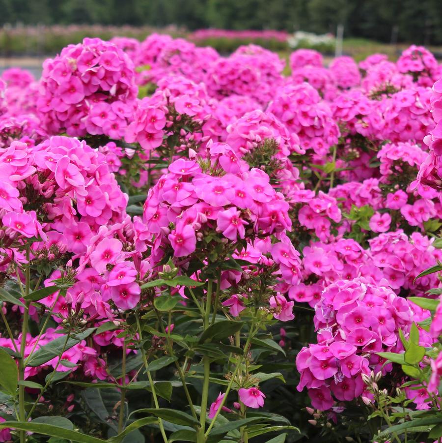 Phlox paniculata 'Early Start Magenta' - Magenta Summer Phlox from Willowbrook Nurseries