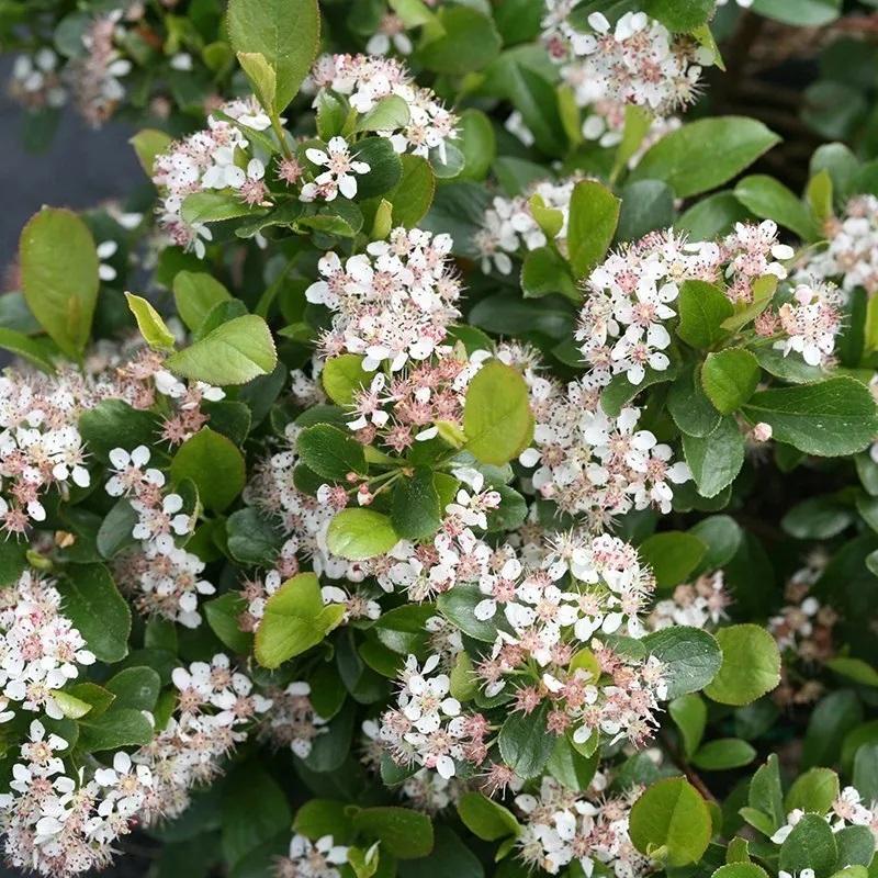 Aronia melanocarpa 'Low Scape Mound®' - Low Scape Mound® Chokeberry from Willowbrook Nurseries