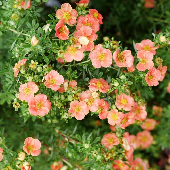 Potentilla fruticosa Happy Face®