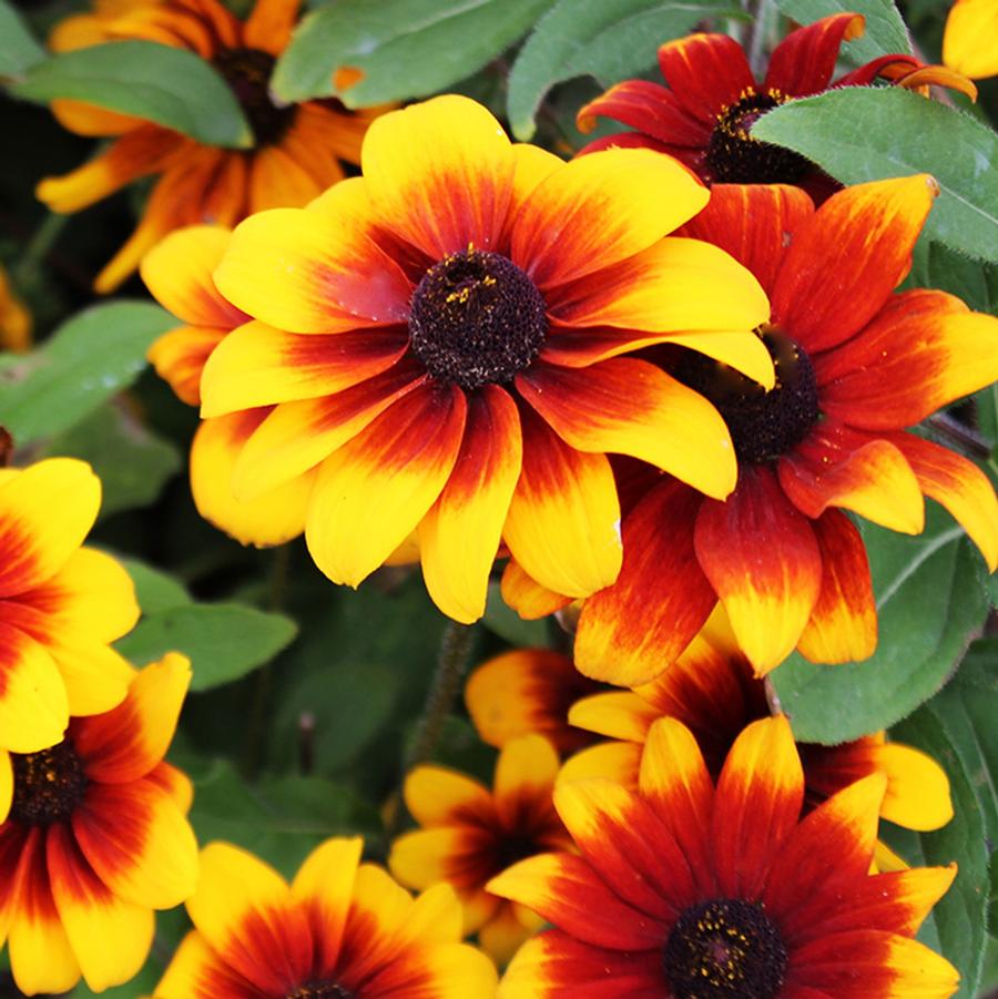 Rudbeckia hirta 'Rustic Dwarf' - Rustic Dwarf Daisy from Willowbrook Nurseries