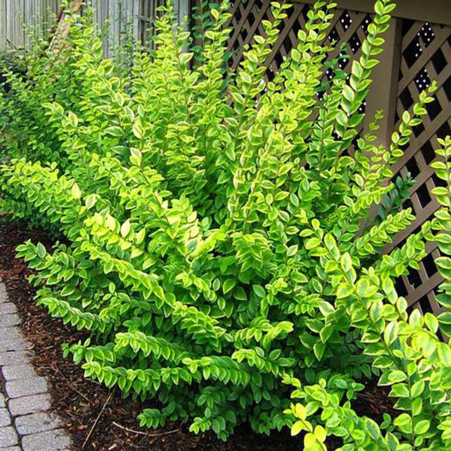 Ligustrum x ibolium 'aurea' - Golden California Privet from Willowbrook Nurseries