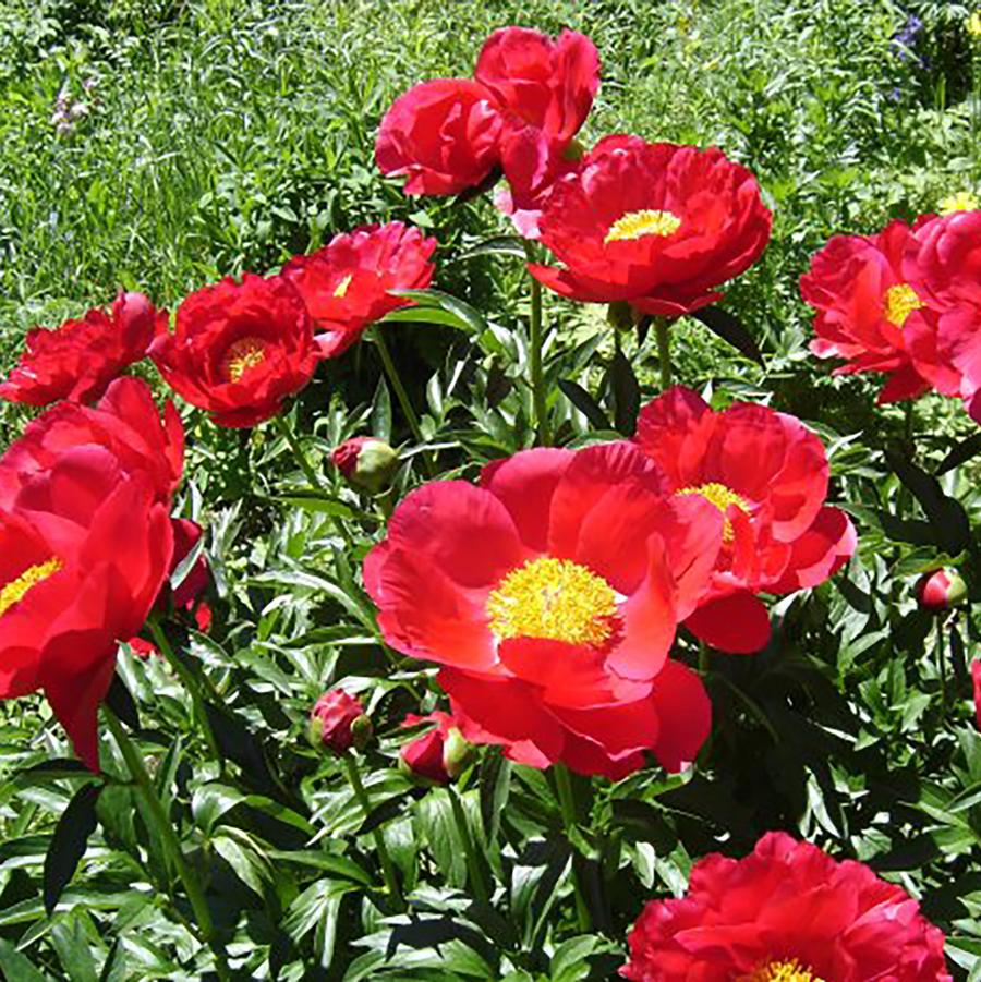 Paeonia 'Miss Mary' - Miss Mary Peony from Willowbrook Nurseries