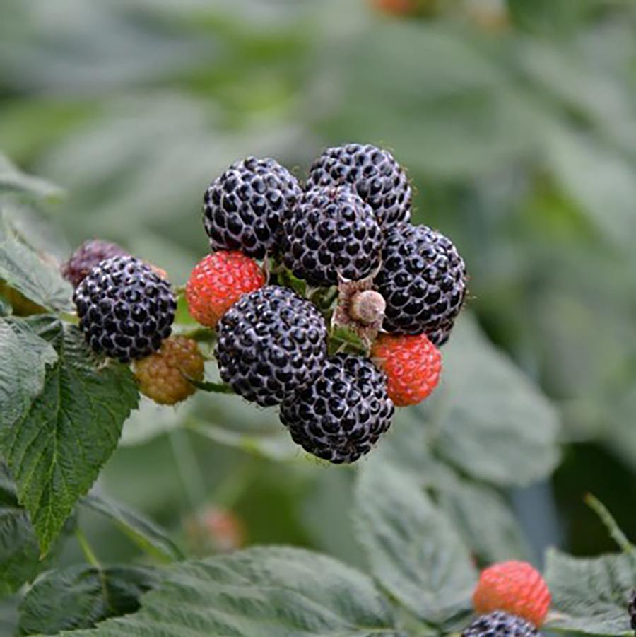 Rubus idaeus 'Munger' - Munger Black Raspberry from Willowbrook Nurseries