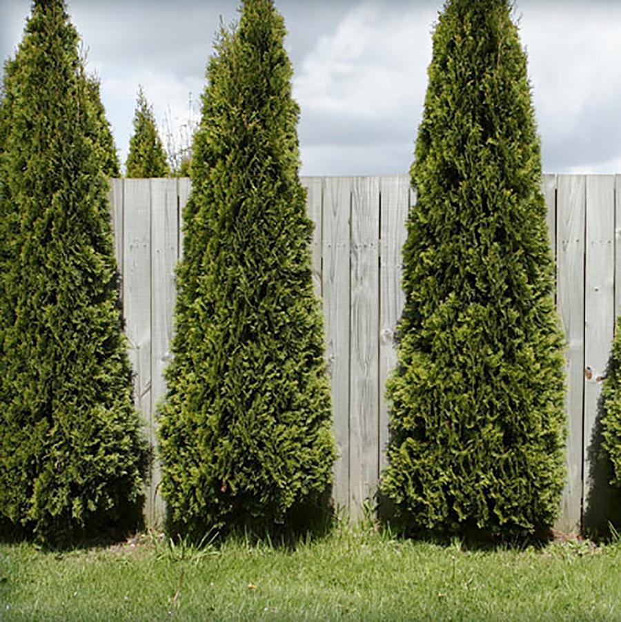 Thuja occidentalis 'Skybound' - Skybound Cedar from Willowbrook Nurseries