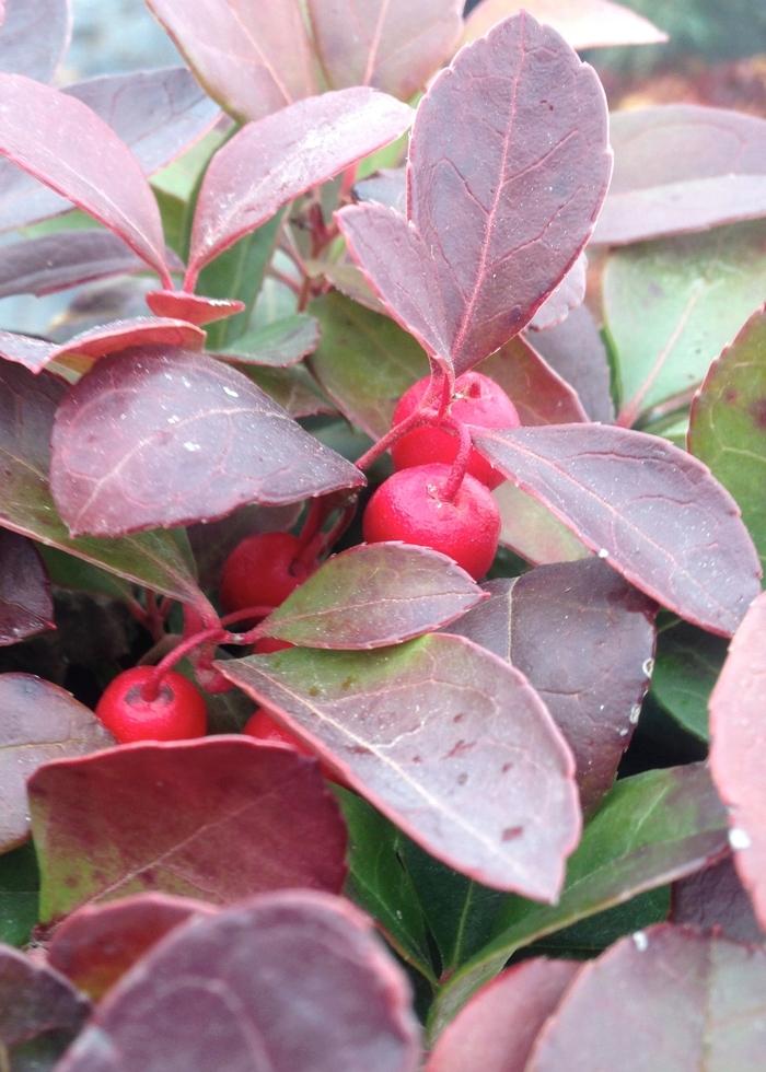 Gaultheria procumbens 