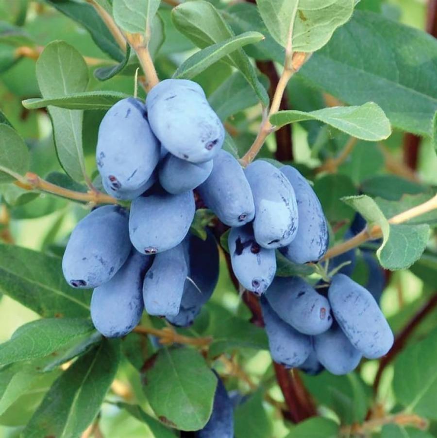 Lonicera caerulea 'Boreal Blizzard' - Boreal Blizzard Honey Berry from Willowbrook Nurseries