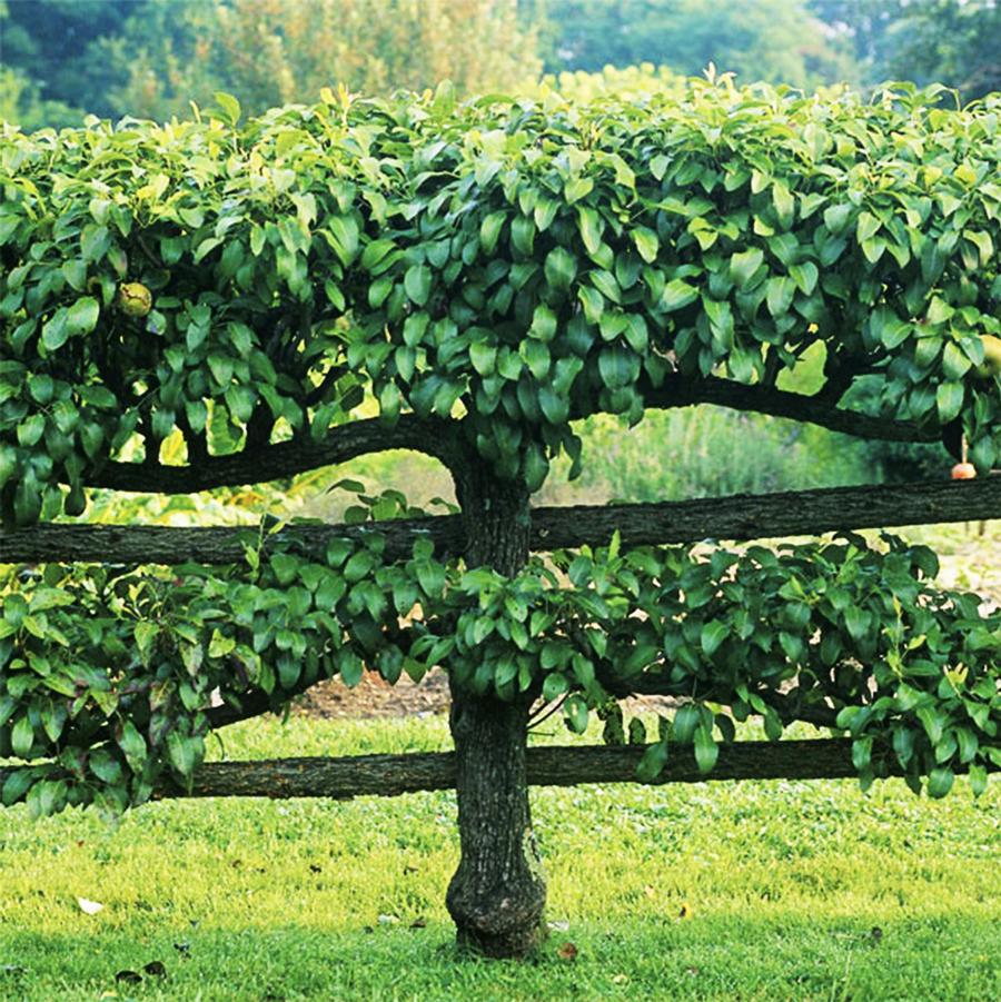 Malus 'Espalier Combination' - Tiered Apple Combination from Willowbrook Nurseries