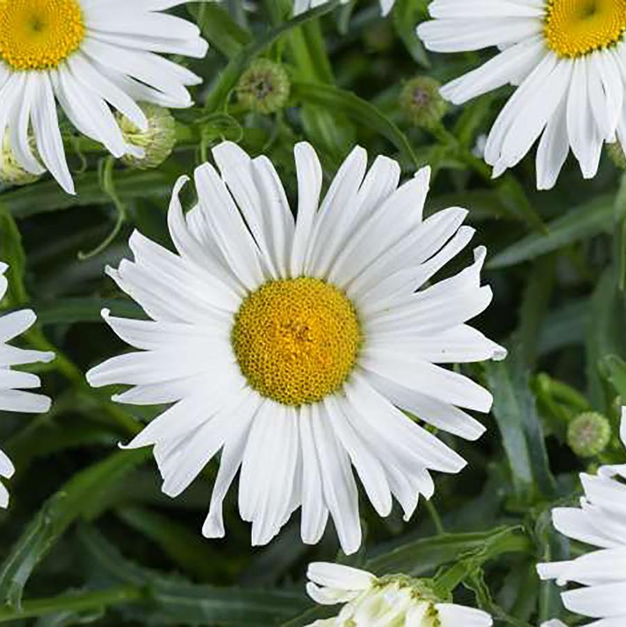 Leucanthemum x superbum 'Lucille™ Grace' - Lucille™ Grace Shasta Daisy from Willowbrook Nurseries