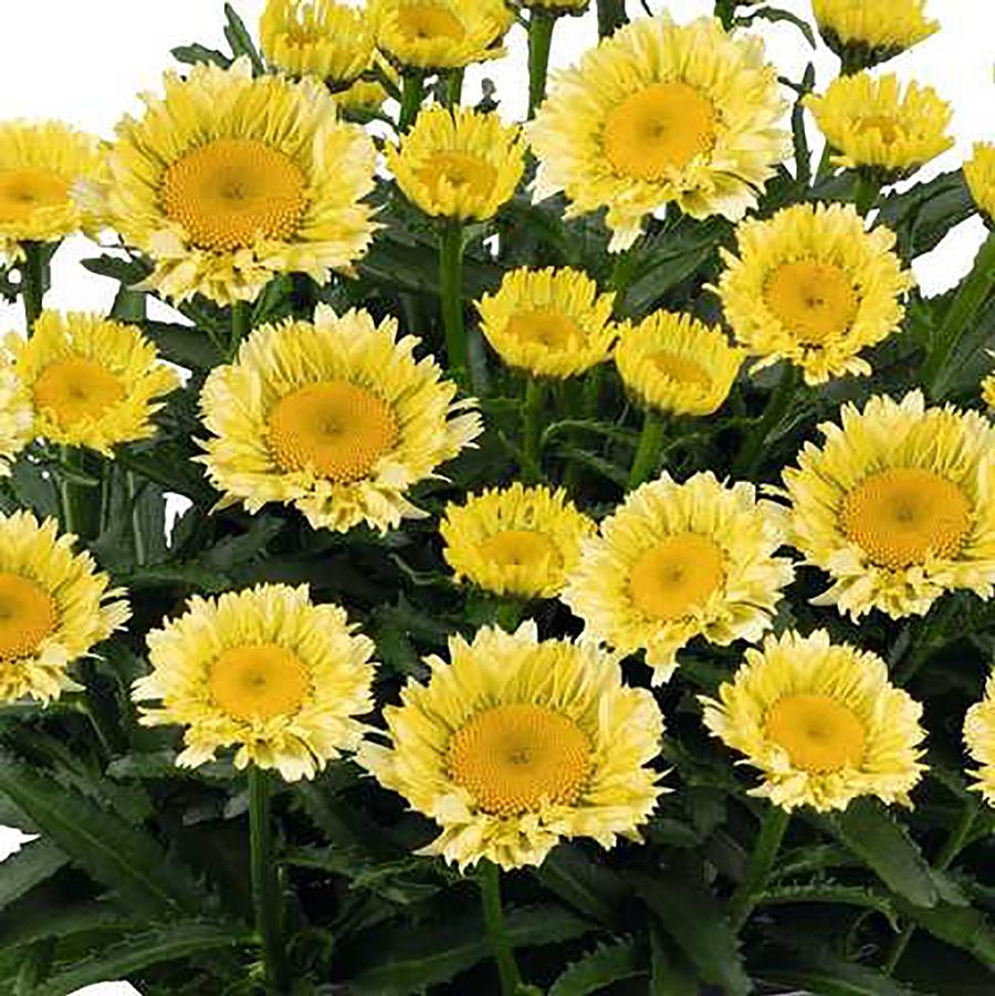 Leucanthemum x superbum Sweet Daisy 'Izabel' - Izabel Shasta Daisy from Willowbrook Nurseries