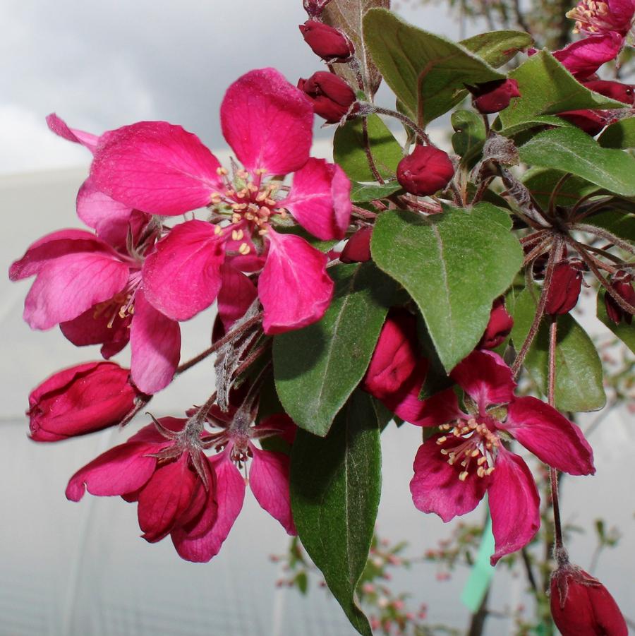 Malus x adstringens 'Royal Mist®' - Royal Mist® Crabapple from Willowbrook Nurseries