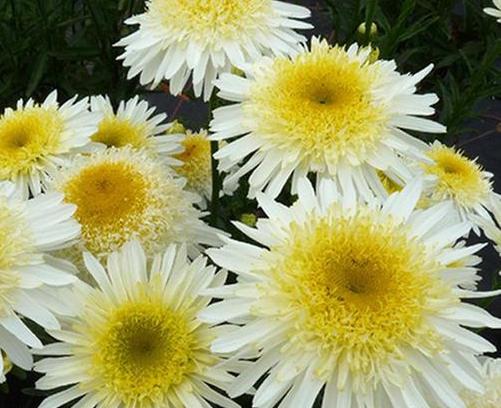 Leucanthemum x superbum Realflor® MC Real Glory