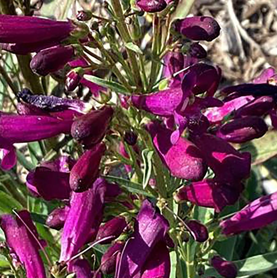 Penstemon-barbatus-var-praecox-Pristine-Nightshade Penstemon 'barbatus var.' - from Willowbrook Nurseries