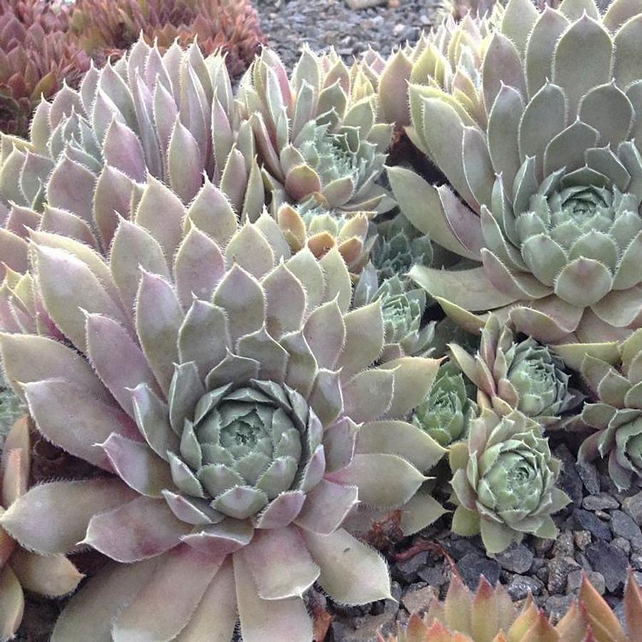 Sempervivum 'Lavender & Old Lace' - Lavender & Old Lace Hen and Chicks from Willowbrook Nurseries