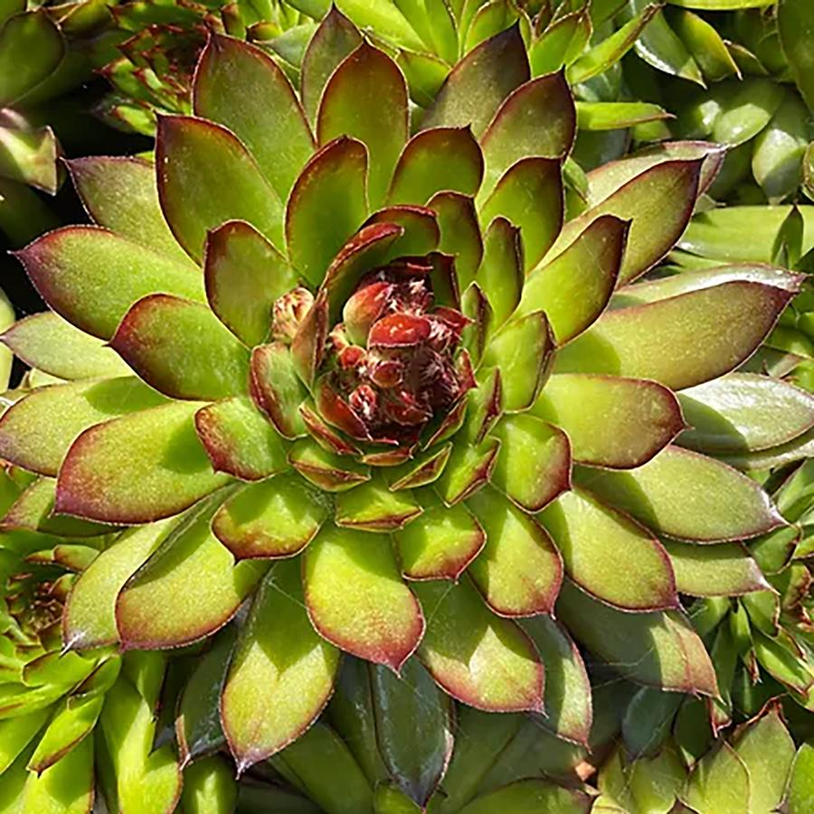 Sempervivum 'Tip Top' - Tip Top Hens and Chicks from Willowbrook Nurseries