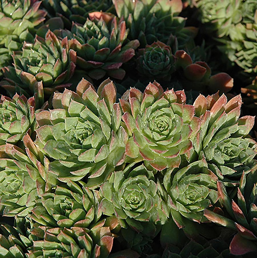 Sempervivum 'Carmen' - Carmen Hens and Chicks from Willowbrook Nurseries