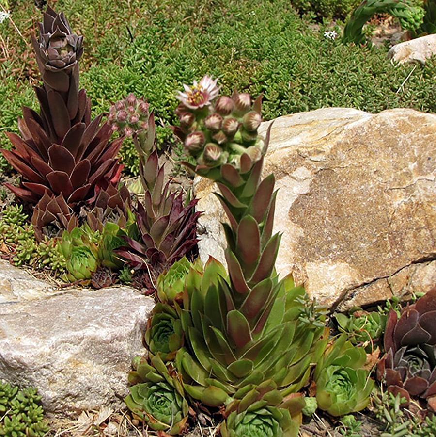 Sempervivum tectorum 'Sunset' - Sunset Hen and Chicks from Willowbrook Nurseries