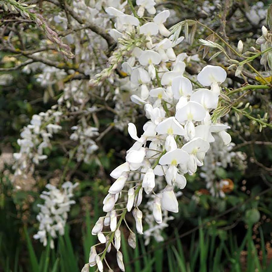 Wisteria brachybotrys 'Kapiteyn Fuji' - White Japanese Wisteria from Willowbrook Nurseries