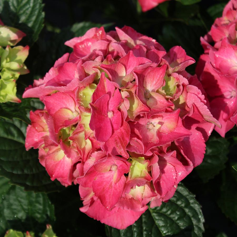 Hydrangea macrophylla 'Aurora Red' - Aurora Red Hydrangea from Willowbrook Nurseries