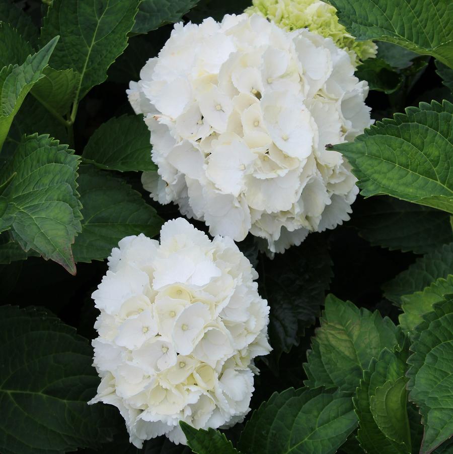 Hydrangea macrophylla 'Galaxy White' - Galaxy White Hydrangea from Willowbrook Nurseries