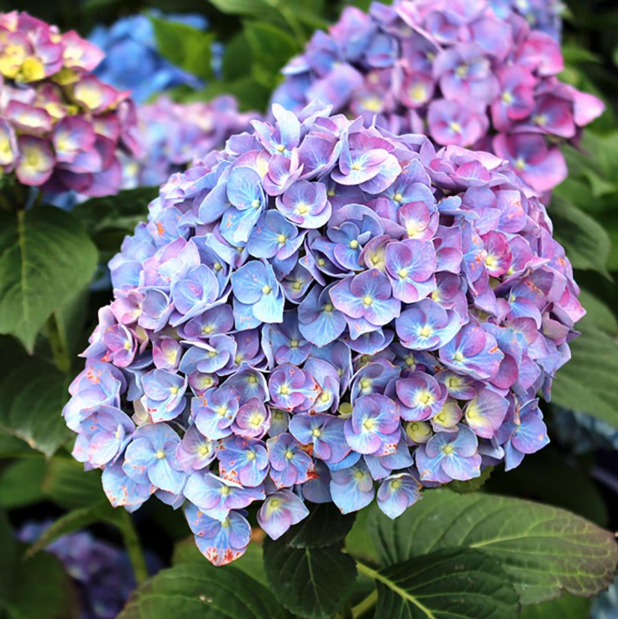 Hydrangea macrophylla 'Purple Passion' - Purple Passion Hydrangea from Willowbrook Nurseries