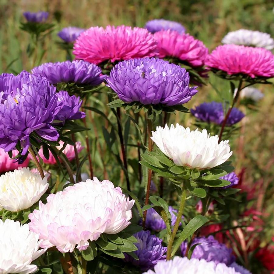 Aster alpinus 'Dwarf Mix' - Alpine Aster from Willowbrook Nurseries