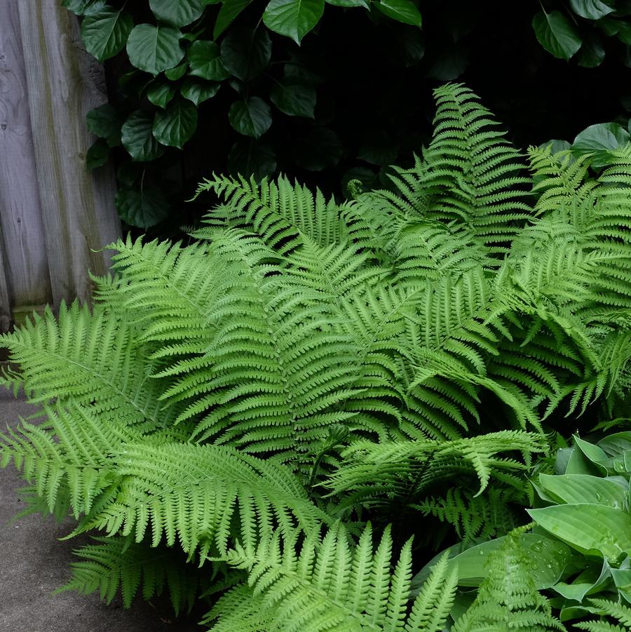 Dryopteris 'complexa affinis' - Robust Male Fern from Willowbrook Nurseries