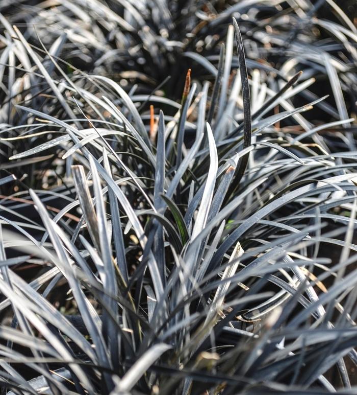 Ophiopogon planiscapus Nigrescens