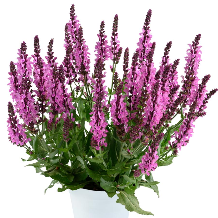 Salvia nemorosa 'Pink Nebula™' - Pink Nebula™ Meadow Sage from Willowbrook Nurseries