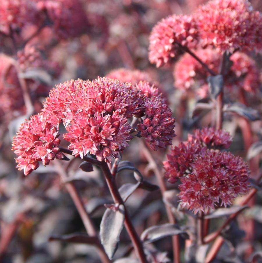 Sedum 'Jose Aubergine' - Jose Aubergine Stonecrop from Willowbrook Nurseries