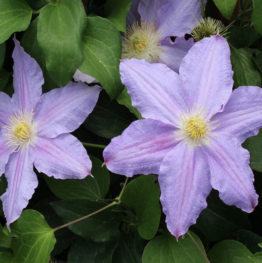 Clematis Vancouver™ 'Sea Breeze' - Sea Breeze Clematis from Willowbrook Nurseries