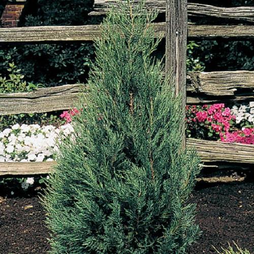 Juniperus scopulorum 'Montana green' - Montana Green Juniper from Willowbrook Nurseries