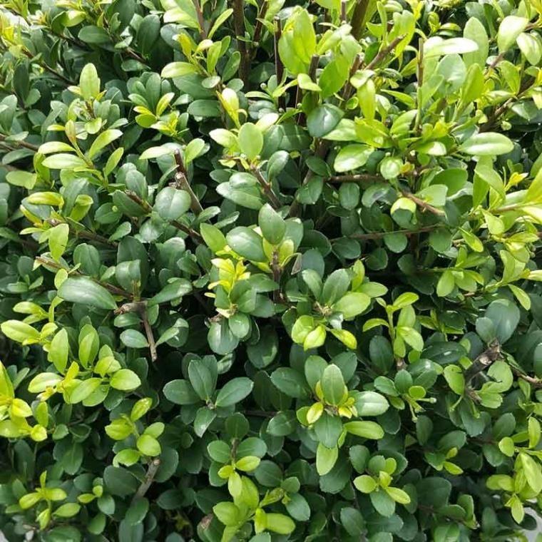 Ilex crenata 'Dark Green' - Dark Green Japanese Holly from Willowbrook Nurseries