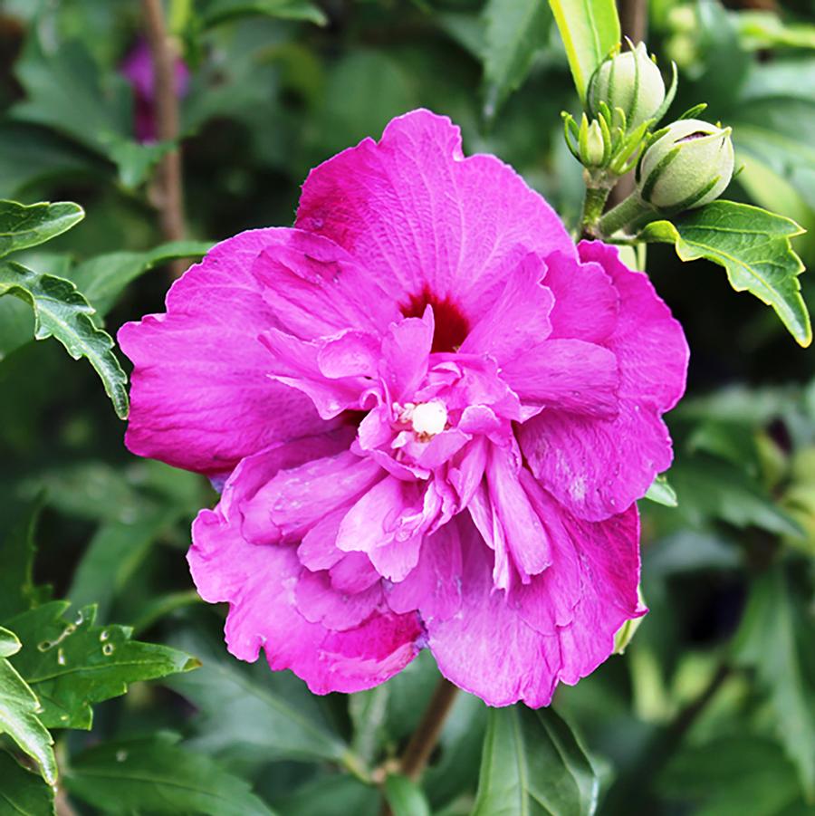 Hibiscus syriacus 'Purple Ruffles' - Purple Ruffles Rose of Sharon from Willowbrook Nurseries