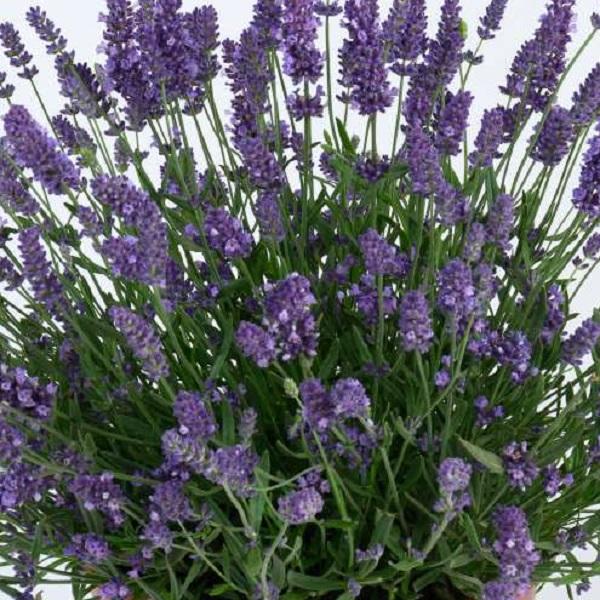 Lavandula angustifolia 'Layla™ Presto Blue' - Layla™ Presto Blue Lavender from Willowbrook Nurseries