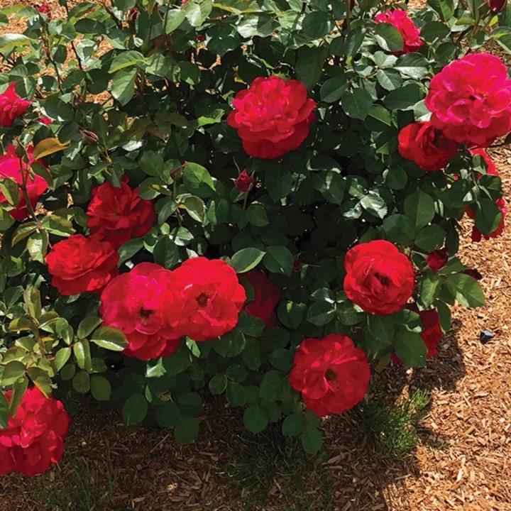 Rosa 'Cinnamon Hearts™' - Cinnamon Hearts™ Shrub Rose from Willowbrook Nurseries